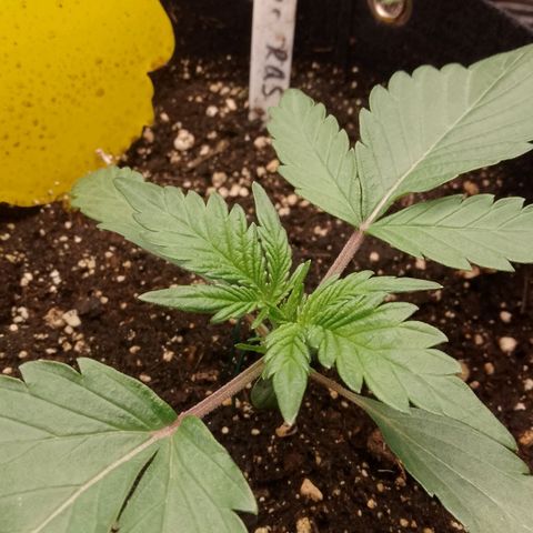 Stress Killer Automatic growlog timeline photo