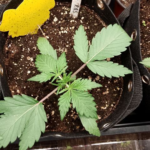 Stress Killer Automatic growlog timeline photo