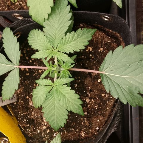 Stress Killer Automatic growlog timeline photo