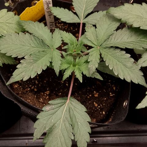 Stress Killer Automatic growlog timeline photo