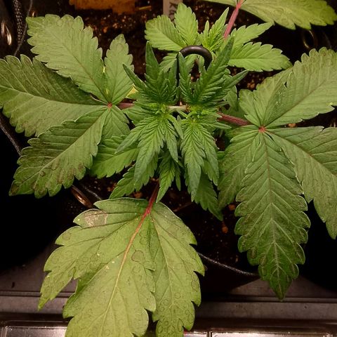 Stress Killer Automatic growlog timeline photo