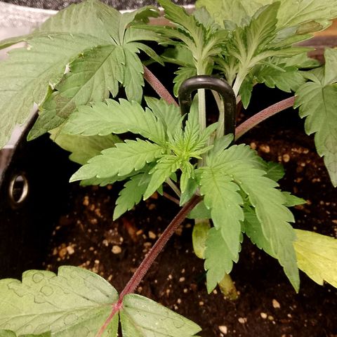 Stress Killer Automatic growlog timeline photo