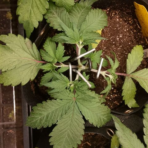 Stress Killer Automatic growlog timeline photo