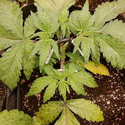 Stress Killer Automatic growlog timeline photo