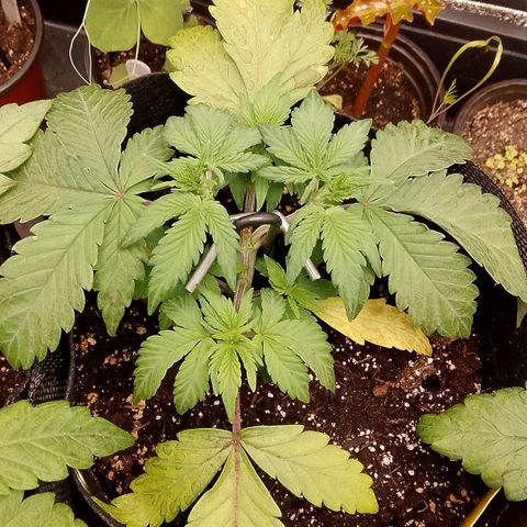 Stress Killer Automatic growlog timeline photo