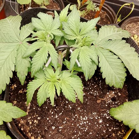 Stress Killer Automatic growlog timeline photo