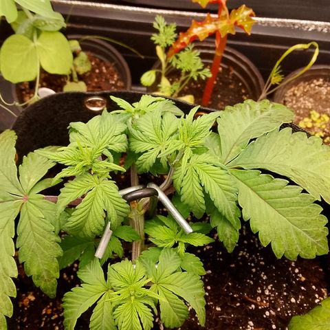 Stress Killer Automatic growlog timeline photo
