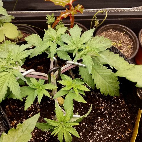 Stress Killer Automatic growlog timeline photo