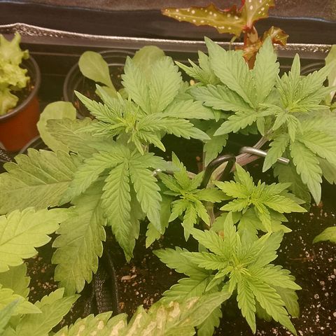 Stress Killer Automatic growlog timeline photo