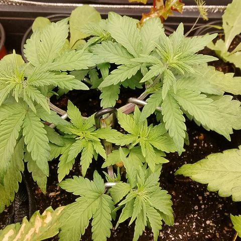 Stress Killer Automatic growlog timeline photo