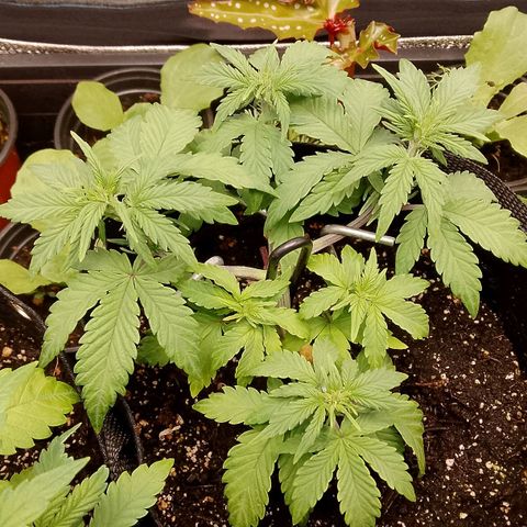 Stress Killer Automatic growlog timeline photo