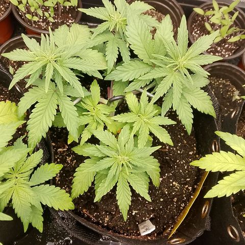 Stress Killer Automatic growlog timeline photo