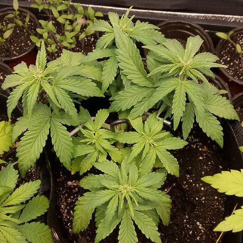 Stress Killer Automatic growlog timeline photo