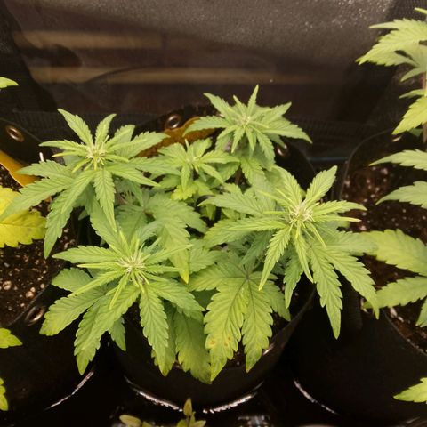 Stress Killer Automatic growlog timeline photo