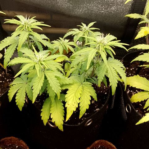 Stress Killer Automatic growlog timeline photo