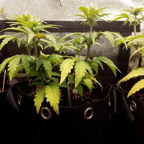 Stress Killer Automatic growlog timeline photo
