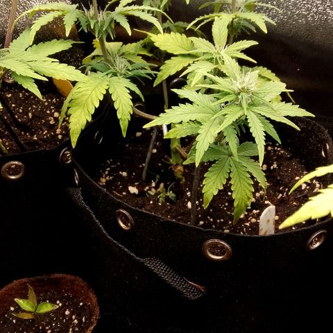 Stress Killer Automatic growlog timeline photo
