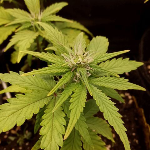 Stress Killer Automatic growlog timeline photo