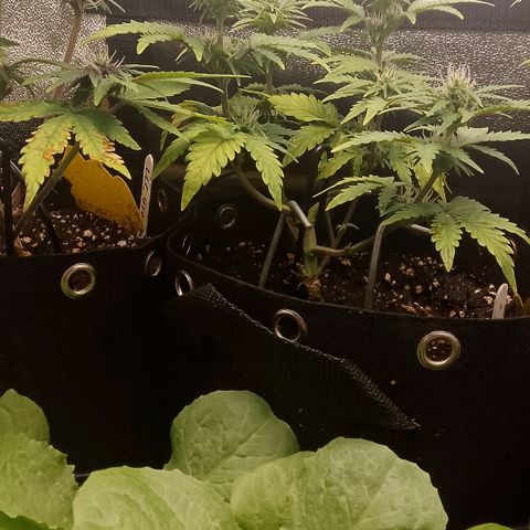 Stress Killer Automatic growlog timeline photo