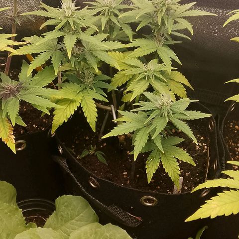 Stress Killer Automatic growlog timeline photo