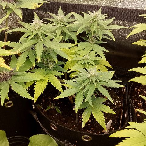 Stress Killer Automatic growlog timeline photo