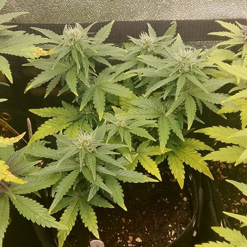 Stress Killer Automatic growlog timeline photo