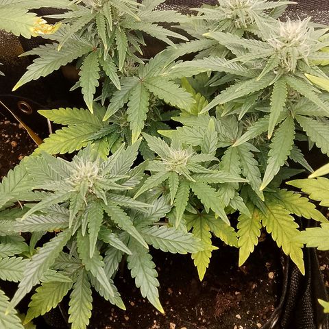 Stress Killer Automatic growlog timeline photo