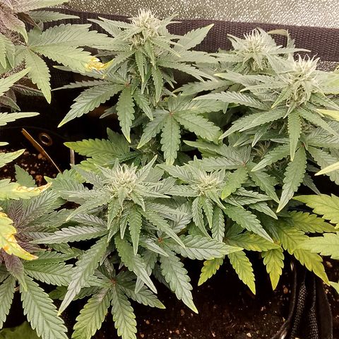 Stress Killer Automatic growlog timeline photo