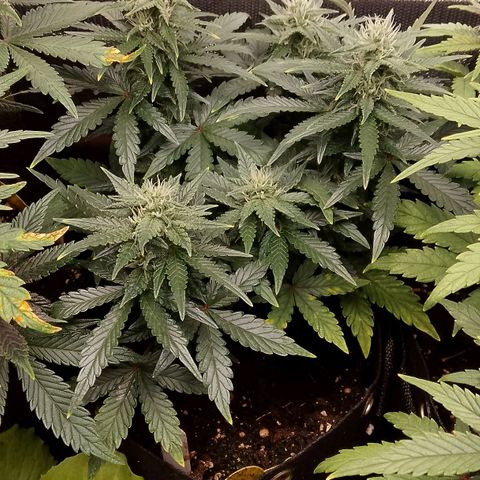 Stress Killer Automatic growlog timeline photo