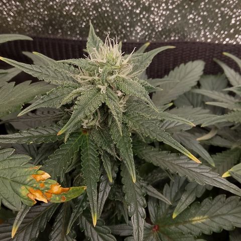 Stress Killer Automatic growlog timeline photo