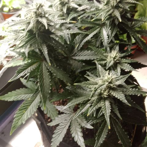 Stress Killer Automatic growlog timeline photo
