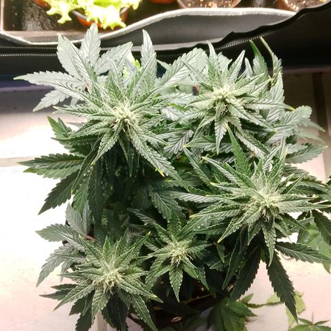 Stress Killer Automatic growlog timeline photo