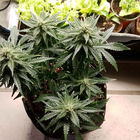 Stress Killer Automatic growlog timeline photo