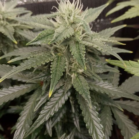 Stress Killer Automatic growlog timeline photo