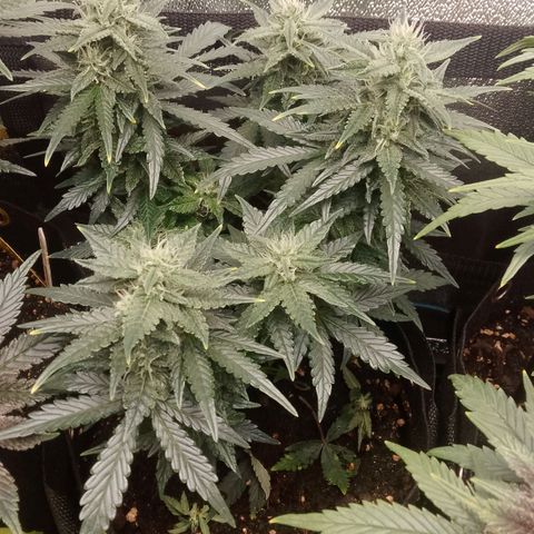Stress Killer Automatic growlog timeline photo