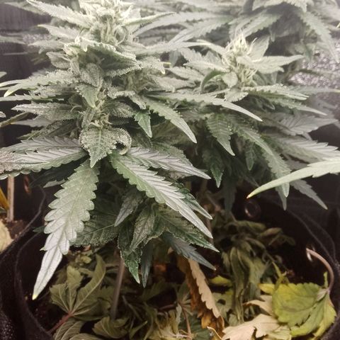 Stress Killer Automatic growlog timeline photo