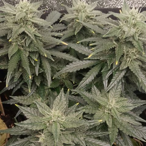 Stress Killer Automatic growlog timeline photo