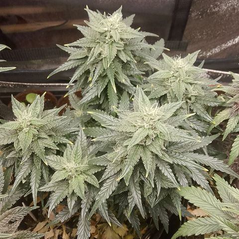Stress Killer Automatic growlog timeline photo