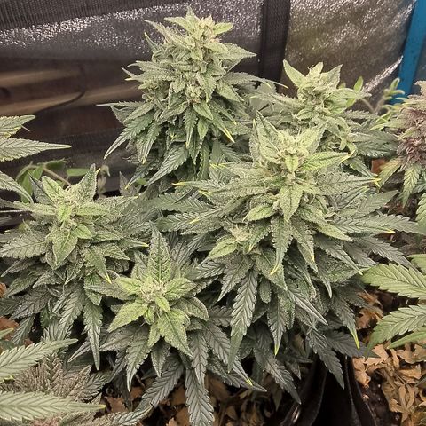 Stress Killer Automatic growlog timeline photo