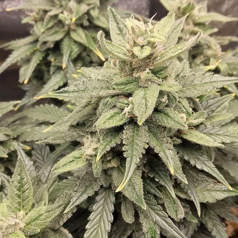 Stress Killer Automatic growlog timeline photo