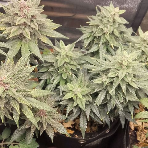 Stress Killer Automatic growlog timeline photo