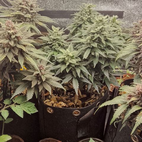 Stress Killer Automatic growlog timeline photo