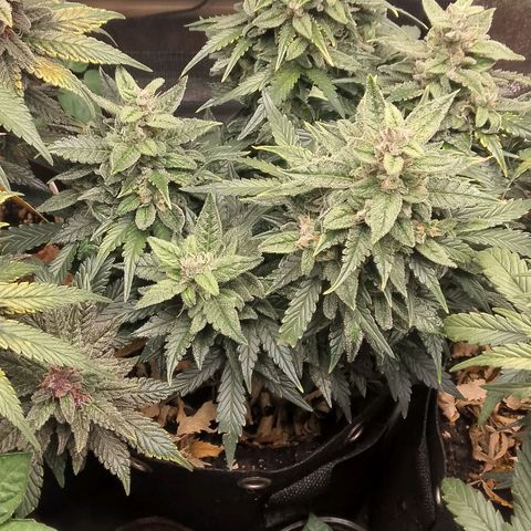 Stress Killer Automatic growlog timeline photo