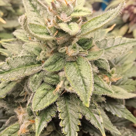 Stress Killer Automatic growlog timeline photo