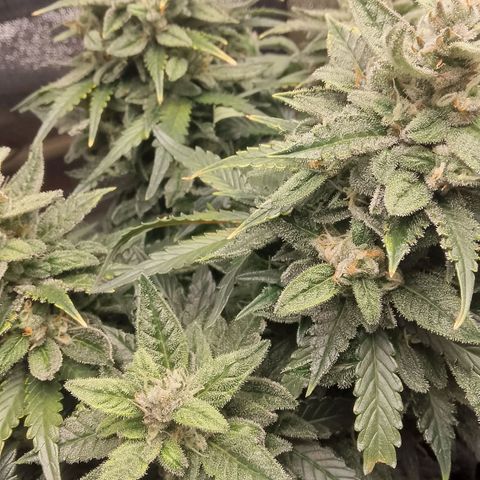 Stress Killer Automatic growlog timeline photo