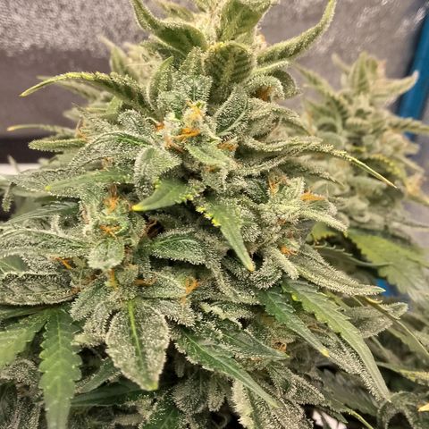 Stress Killer Automatic growlog timeline photo