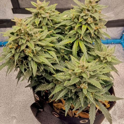 Stress Killer Automatic growlog timeline photo
