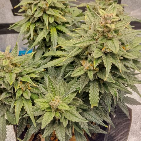 Stress Killer Automatic growlog timeline photo