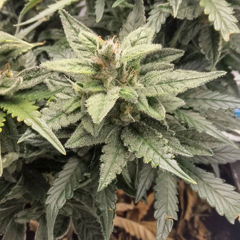 Stress Killer Automatic growlog timeline photo