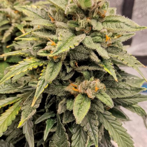 Stress Killer Automatic growlog timeline photo